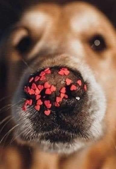 Donatie GREEN DOG - sanctuar pentru animale fara stapan